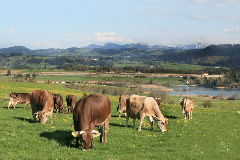 Kühe auf einer Wiese von Niedersonthofen