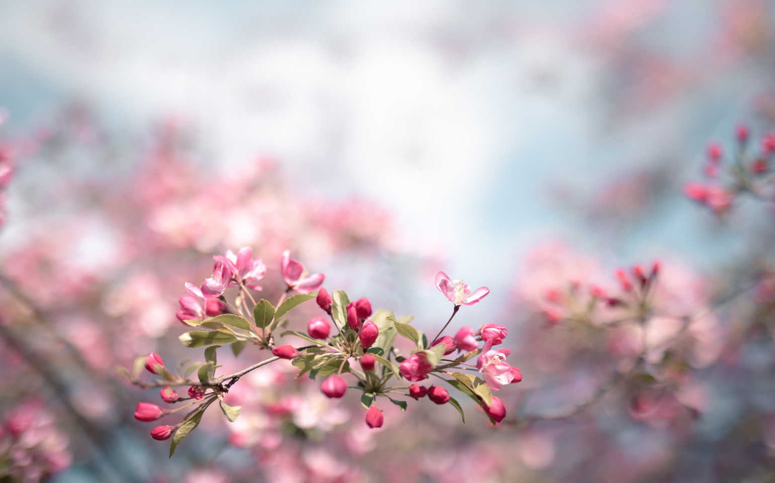 Frühlingsblüten am Baum. Yoga für das Frühlingserwachen